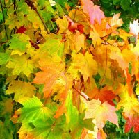 Красавец-клен :: Сергей Карачин