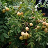 рябина крупноплодная :: Ольга рябина крупноплодная :: Ольга