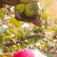 Осенние вкусы :: Леонид Абросимов