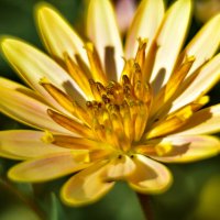 Осеннее :: Роман Пацкевич