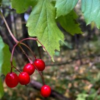 Веточка калины :: светлана льдокова