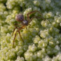 ... :: civettina ...