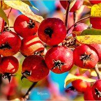 Сентябрь... :: Aquarius - Сергей