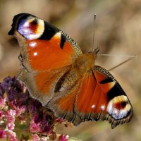 опять про бабочек 13 :: Александр Прокудин