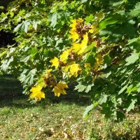 Желтая прядь осени :: Galina Solovova