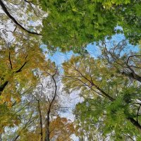 Дерева вы мои, дерева... :: Валентина Нефёдова Дерева вы мои, дерева... :: Валентина Нефёдова