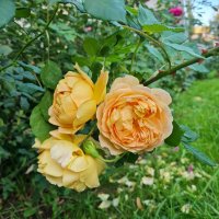 сентябрь :: Татьяна ТБ