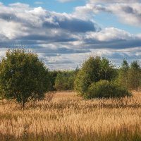почти саванна.... :: Galina почти саванна.... :: Galina