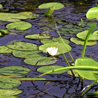 Кувшинка :: Валерий Судачок