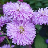 *** :: Виктор Иванович Чернюк