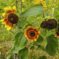 Осенние :: Валерий Иванович Осенние :: Валерий Иванович