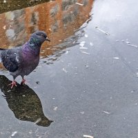 Пошлёпать по лужам :: Валерий Иванович