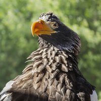 Орлан :: SanSan 