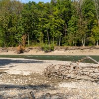 Река Кубань и деревья :: Игорь Сикорский Река Кубань и деревья :: Игорь Сикорский