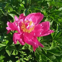 когда цвели пионы :: Елена Шаламова когда цвели пионы :: Елена Шаламова