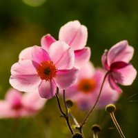 Доброе утро :: Юрий. Шмаков Доброе утро :: Юрий. Шмаков