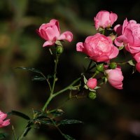 Про розы Сентября... :: Николай Саржанов