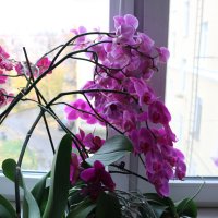 А на окошке лето :: Ольга А на окошке лето :: Ольга