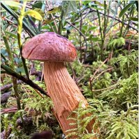 Золотистый. :: Валерия Комова