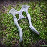 Про Ефимию и птичью костку.. :-) :: Андрей Заломленков