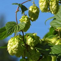 Ароматный хмель :: Татьяна Смоляниченко Ароматный хмель :: Татьяна Смоляниченко