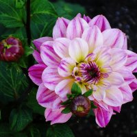 Георгина :: Рита Симонова