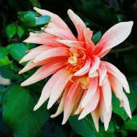 Георгина :: Рита Симонова