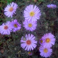 Сентябринки :: Елена Семигина Сентябринки :: Елена Семигина