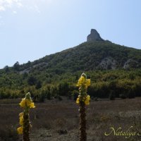 Природа Крыма :: Amazing Cosmea