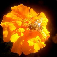 Яркое солнышко :: Елена Семигина Яркое солнышко :: Елена Семигина