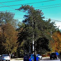 Осенний наряд :: Юрий Гайворонскiий