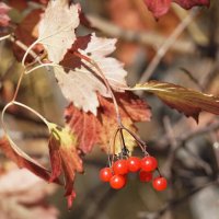 Калина :: Наталия Григорьева