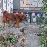 У каждого свои дела :) :: Наталья 