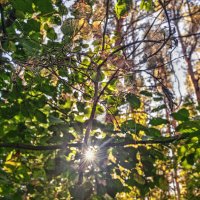 Сеть для листьев :: sorovey Sol