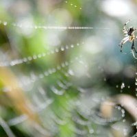 *** :: Надежда Куркина 