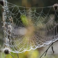 Паутинка :: Андрей Пристяжнюк