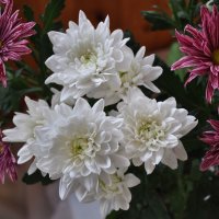 Танюша Лютаева, с Днём рождения! :: Татьяна Машошина