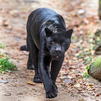 Чёрная пантера :: Михаил Измайлов