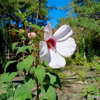 Осень в парке Октября :: Нина Бутко