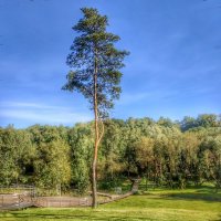 старая сосна :: Валентина. . старая сосна :: Валентина. .