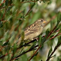 Воробей. :: Алексей .