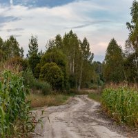 В лес через кукурузу :: Александр 