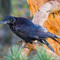 Заметили.... :: Sergey (Apg)