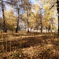Золото осени :: Алексей Большаков