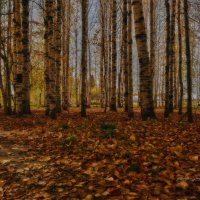 природа :: סּﮗRuslan HAIBIKE Sevastyanovסּﮗסּ