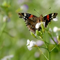 опять про бабочек 18 :: Александр Прокудин
