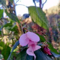 Недотрога :: Сапсан 