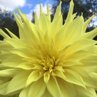 Цветы запоздалые... :: Владимир Павлов