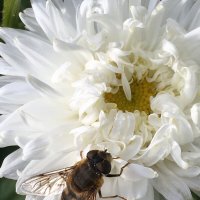 Цветы запоздалые... :: Владимир Павлов