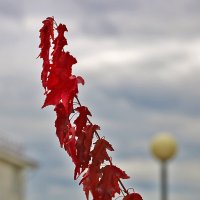 *** :: Светлана 